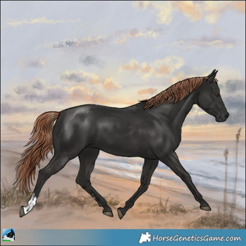 Horse Color:Liver Chestnut Sabino Rabicano
