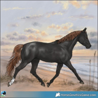 Horse Color:Liver Chestnut Sabino Rabicano 