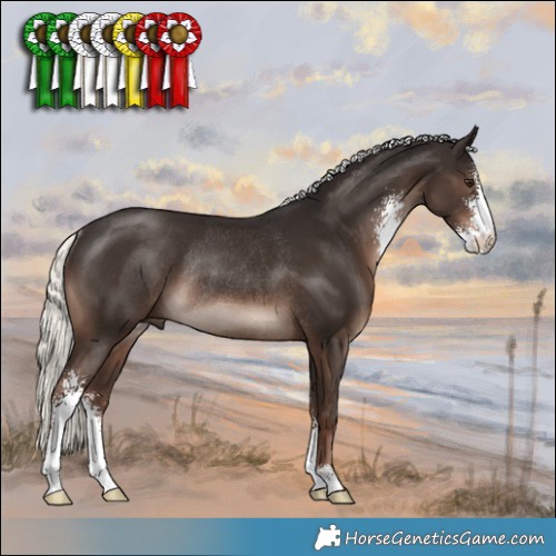 Horse Color:Liver Chestnut Mushroom Sabino Rabicano 