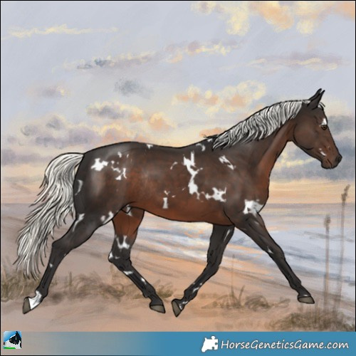 Horse Color:White Spotted Liver Chestnut Mushroom Rabicano 