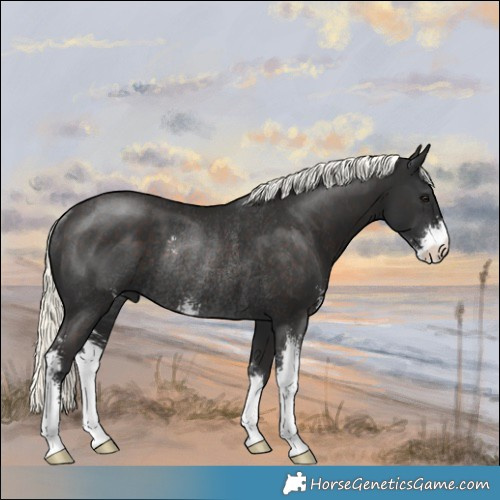 Horse Color:Liver Chestnut Mushroom Sabino Rabicano 