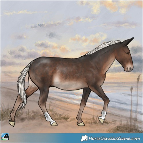 Horse Color:Liver Chestnut Mushroom Rabicano 