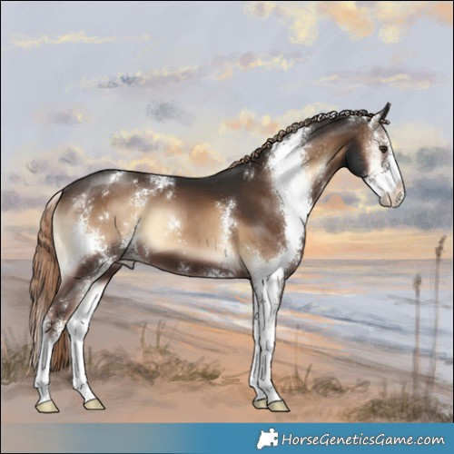 Horse Color:Liver Red Onyx Sabino 