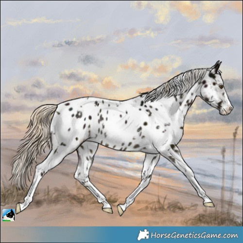 Horse Color:White Spotted Midnight Chocolate Palomino Mushroom Near Leopard Rabicano 