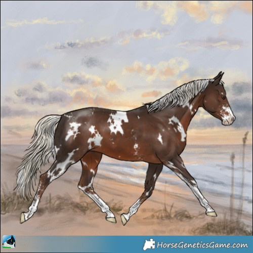 Horse Color:White Spotted Liver Chestnut Mushroom Sabino 
