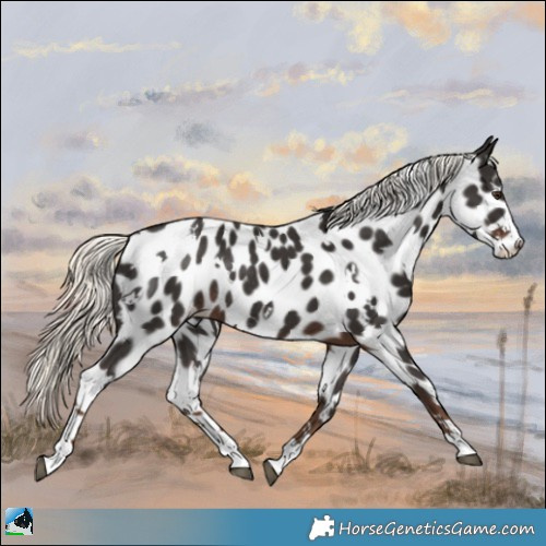 Horse Color:White Spotted Liver Chestnut Mushroom Leopard Rabicano 
