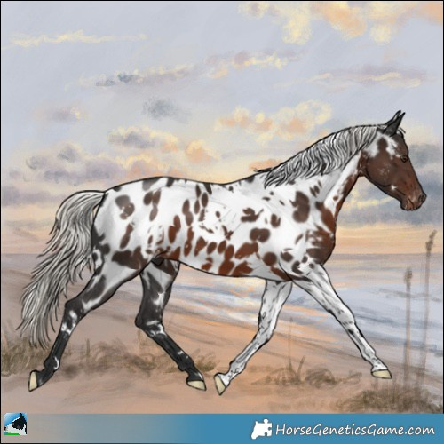 Horse Color:White Spotted Liver Chestnut Mushroom Appaloosa 