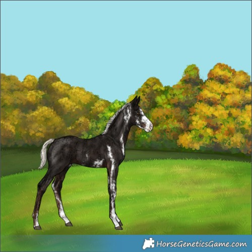 Horse Color:Liver Chestnut Ice Mushroom Sabino 