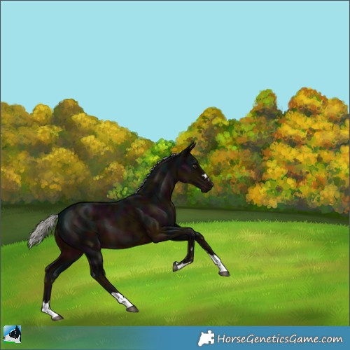Horse Color:Midnight Liver Chestnut Mushroom 