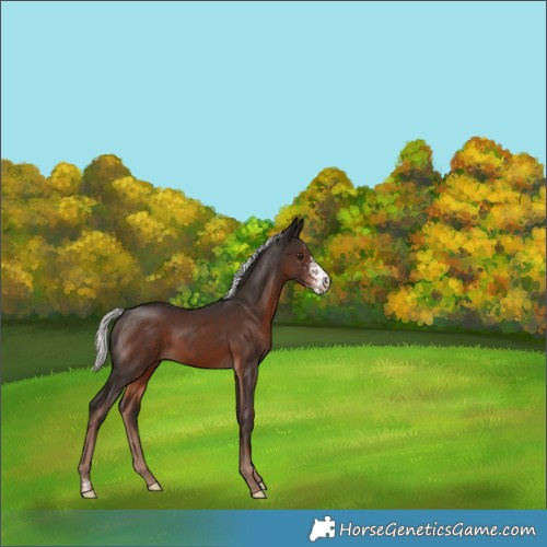 Horse Color:Liver Chestnut Mushroom Sabino Rabicano 