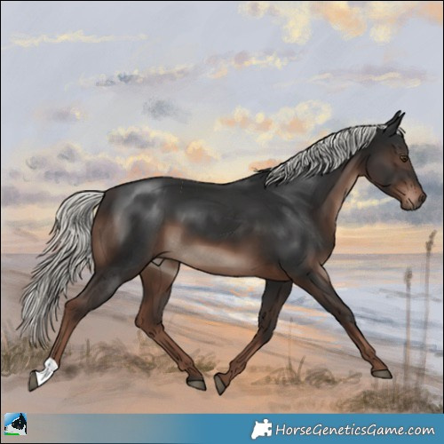 Horse Color:Liver Chestnut Mushroom 