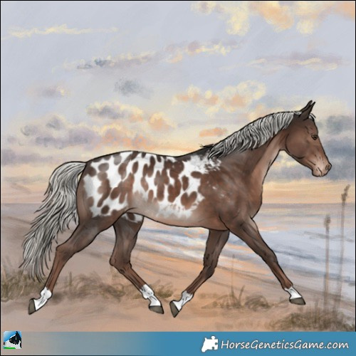 Horse Color:Liver Chestnut Mushroom Appaloosa
