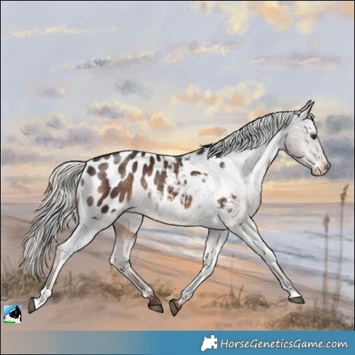 Horse Color:Liver Chestnut Mushroom Appaloosa 