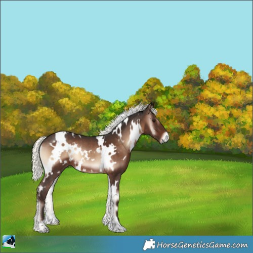 Horse Color:White Spotted Liver Red Onyx Mushroom Rabicano 