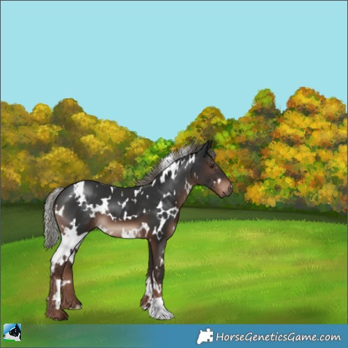Horse Color:White Spotted Liver Chestnut Mushroom 