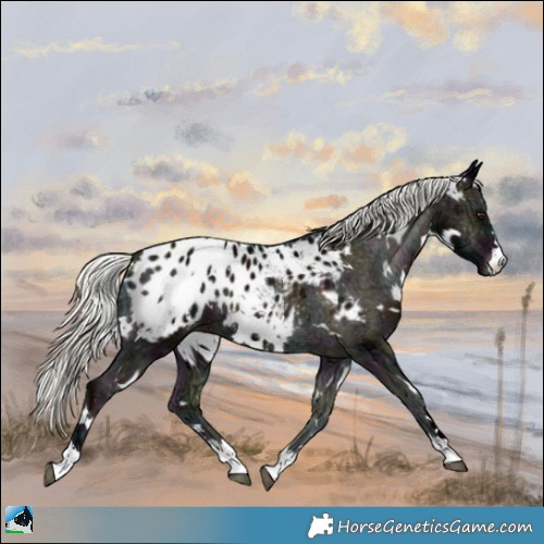 Horse Color:White Spotted Midnight Liver Red Onyx Ice Mushroom Appaloosa