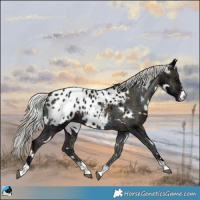 Horse Color:White Spotted Midnight Liver Red Onyx Ice Mushroom Appaloosa 
