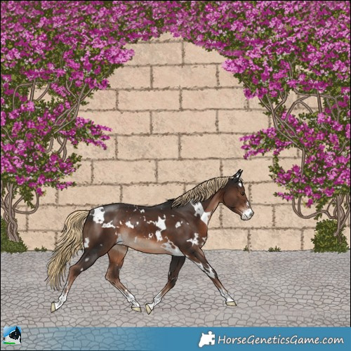 Horse Color:White Spotted Liver Chestnut Sabino Rabicano 
