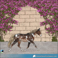 Horse Color:White Spotted Liver Chestnut Sabino Rabicano 