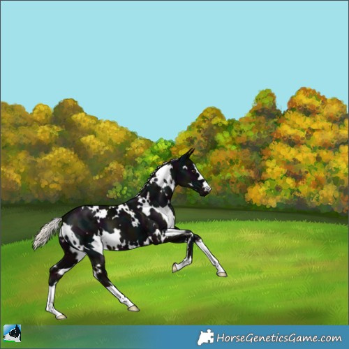 Horse Color:White Spotted Midnight Liver Chestnut Mushroom 