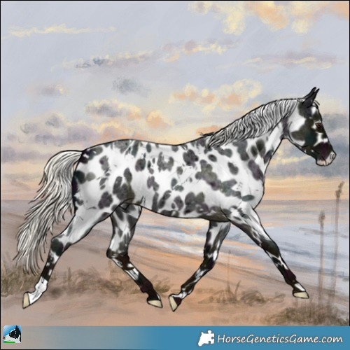Horse Color:White Spotted Midnight Liver Red Roan Mushroom Near Leopard 