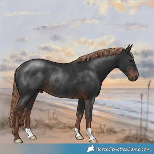 Horse Color:Liver Chestnut Rabicano 