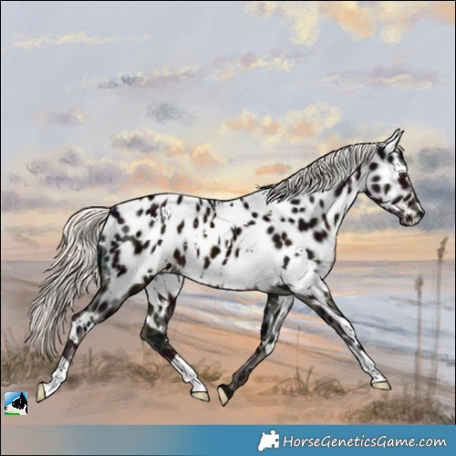 Horse Color:White Spotted Midnight Liver Chestnut Mushroom Appaloosa 