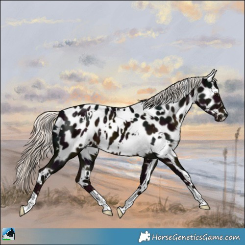 Horse Color:White Spotted Midnight Liver Chestnut Mushroom Appaloosa