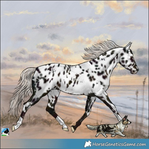 Horse Color:White Spotted Midnight Liver Chestnut Mushroom Near Leopard 