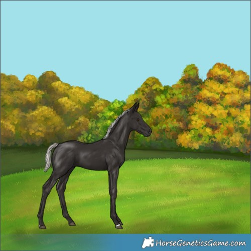 Horse Color:Liver Chestnut Mushroom 