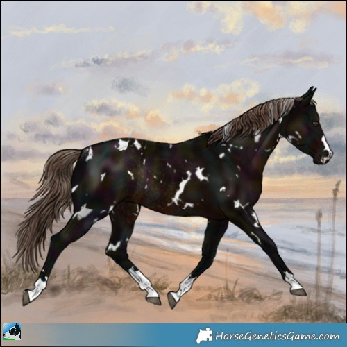 Horse Color:White Spotted Midnight Liver Chestnut Rabicano 