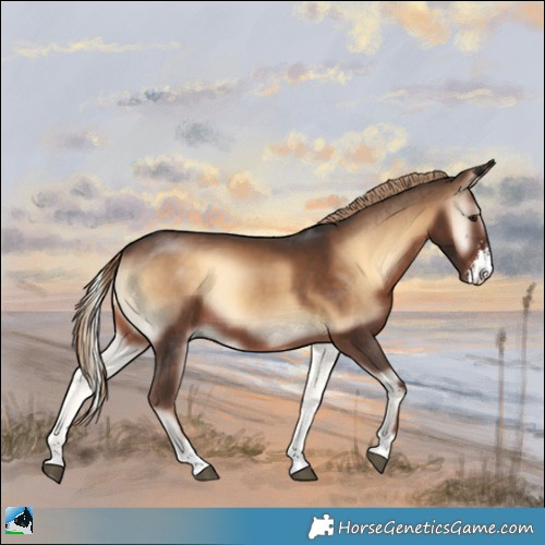 Horse Color:Liver Red Onyx Sabino Rabicano
