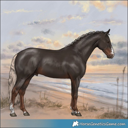 Horse Color:Liver Chestnut Mushroom Sabino 