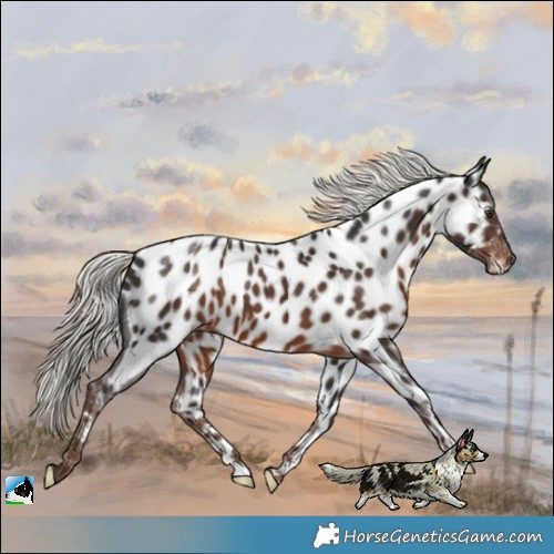 Horse Color:Liver Chestnut Mushroom Near Leopard