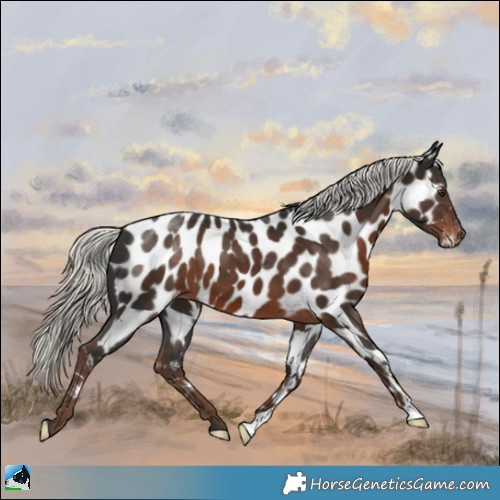 Horse Color:Liver Chestnut Mushroom Appaloosa