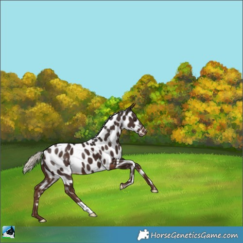 Horse Color:Liver Chestnut Mushroom Appaloosa 