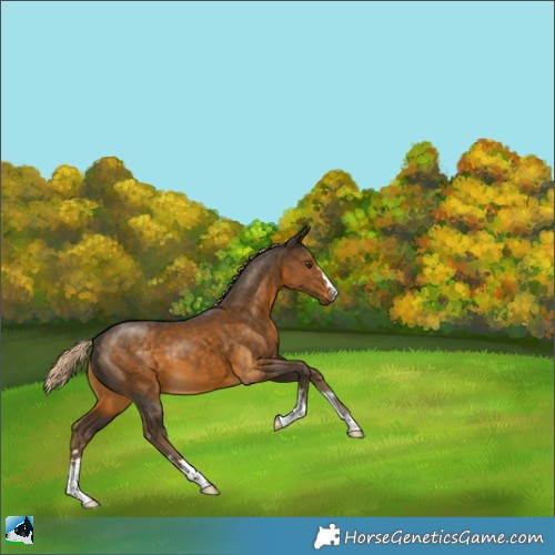 Horse Color:Chocolate Palomino Mushroom 