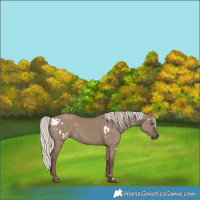 Horse Color:White Spotted Silver Grullo 
