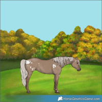 Horse Color:White Spotted Silver Grullo
