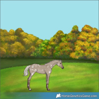 Horse Color:White Spotted Silver Grullo Rabicano 