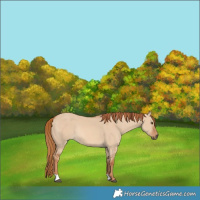 Horse Color:Red Dun Rabicano 