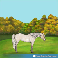 Horse Color:White Spotted Silver Buckskin Roan Dun 