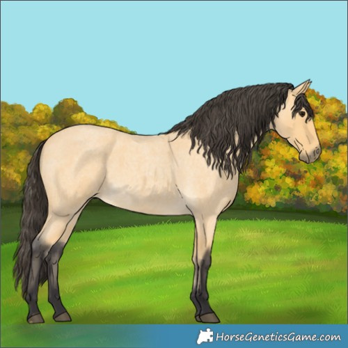 Horse Color:Buckskin Roan 