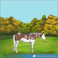 Horse Color:Silver Brown Sabino Splash Varnish 