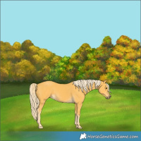 Horse Color:Palomino 