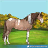 Horse Color:Brown Pearl Sabino Tobiano 