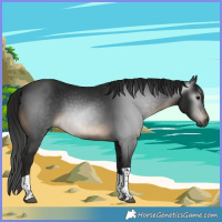 Horse Color:Gray Brown Tobiano Rabicano