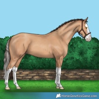 Horse Color:Amber Champagne Splash 