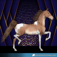 Horse Color:Brown Pearl Tobiano