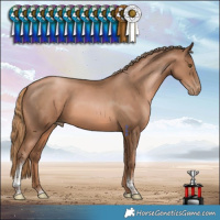 Horse Color:Liver Chestnut Pearl Tobiano